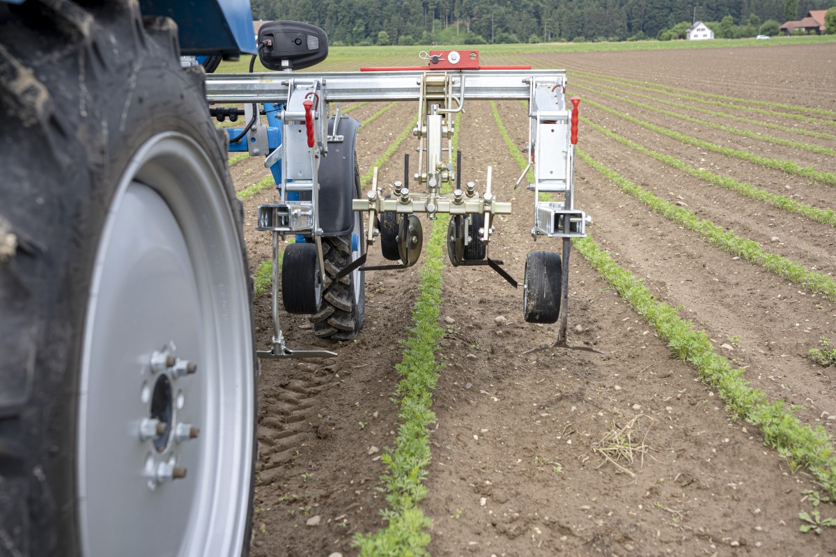 Das Hinterrad eines Traktors mit angehängtem Gerät zwischen Saatreihen auf einem Feld.