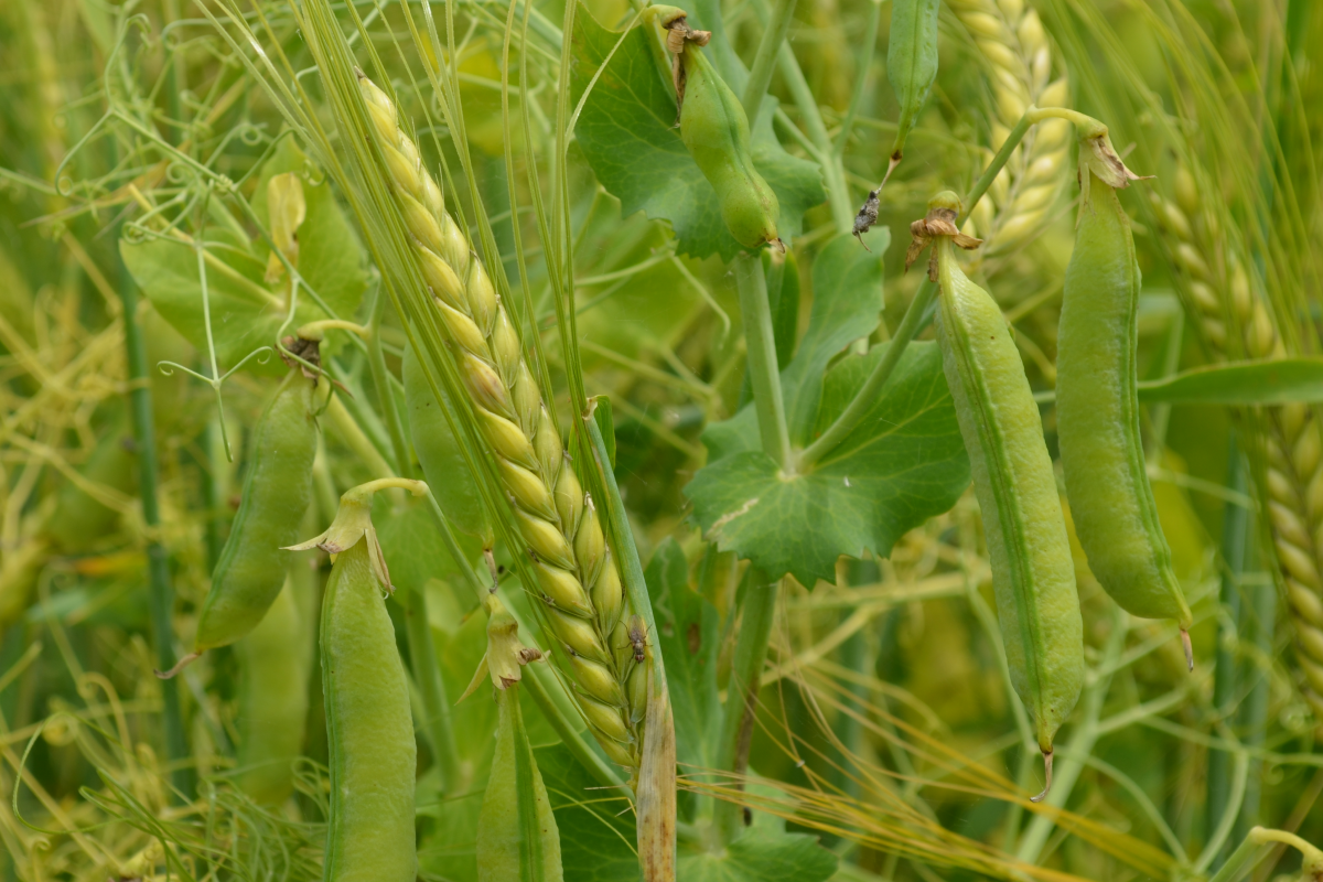 Eine Gerstenähre und eine Erbsenschote in einem Feld. 