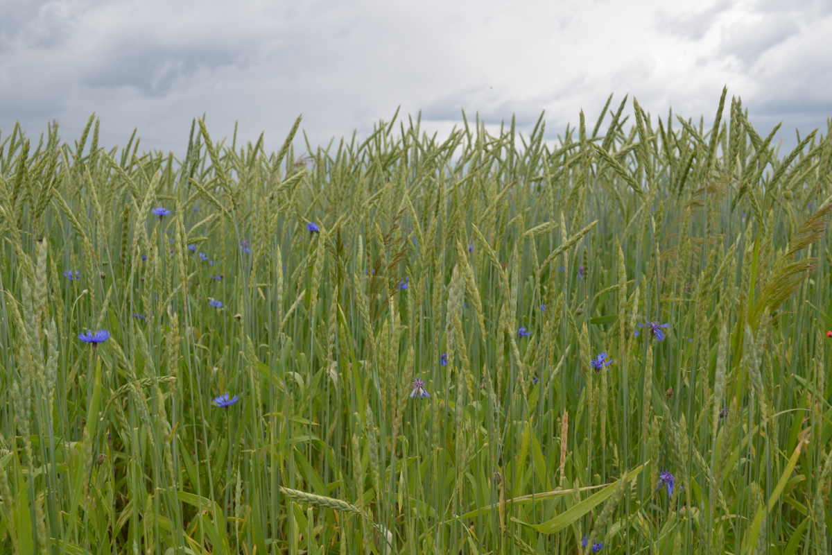 Ein Feld mit Dinkel und blühenden Kornblumen. 