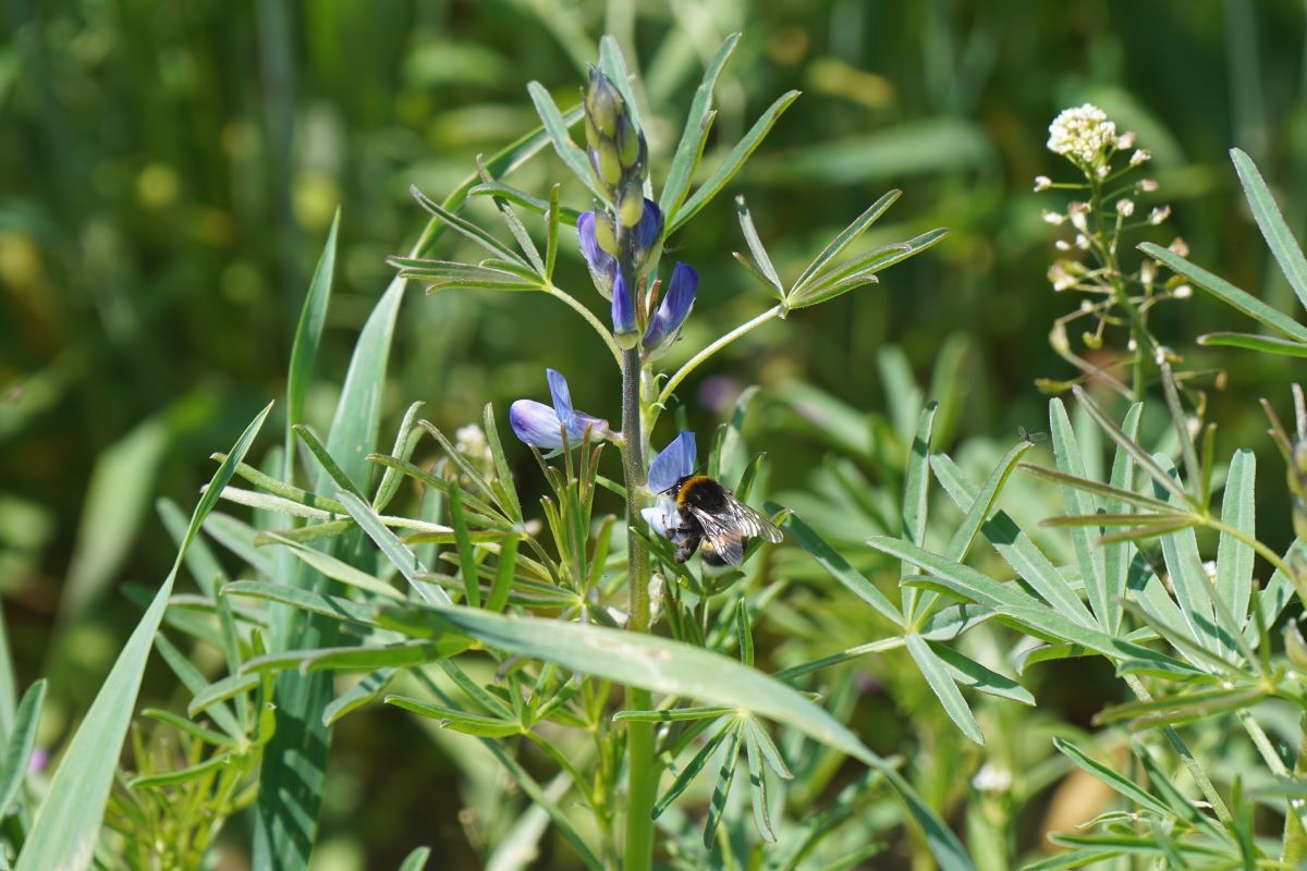 Nahaufnahme einer blauen Lupinenblüte mit einer Hummel, umgeben von grünen Blättern