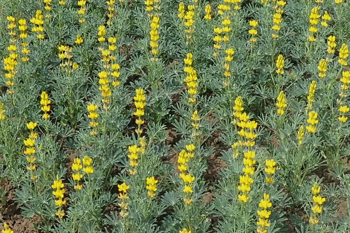 Feld mit zahlreichen gelben Lupinenblüten, die dicht nebeneinander wachsen