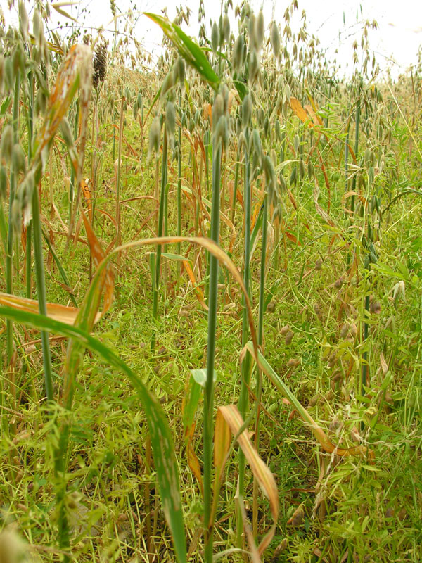 Haferpflanzen mit Rispen und Linsenpflanzen