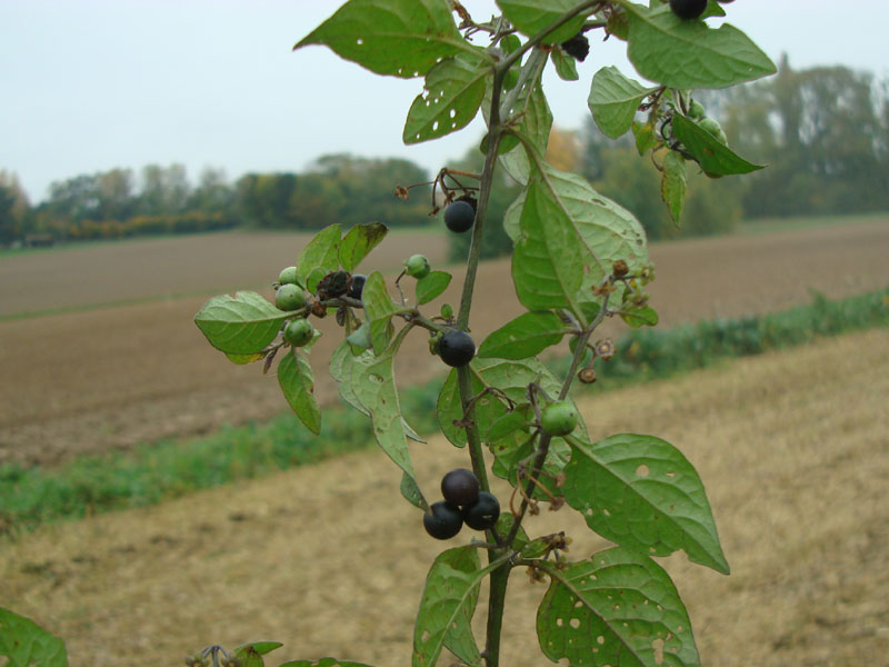 Pflanze von schwarzem Nachtschatten, man sieht die schwarzen Beeren der Pflanze.