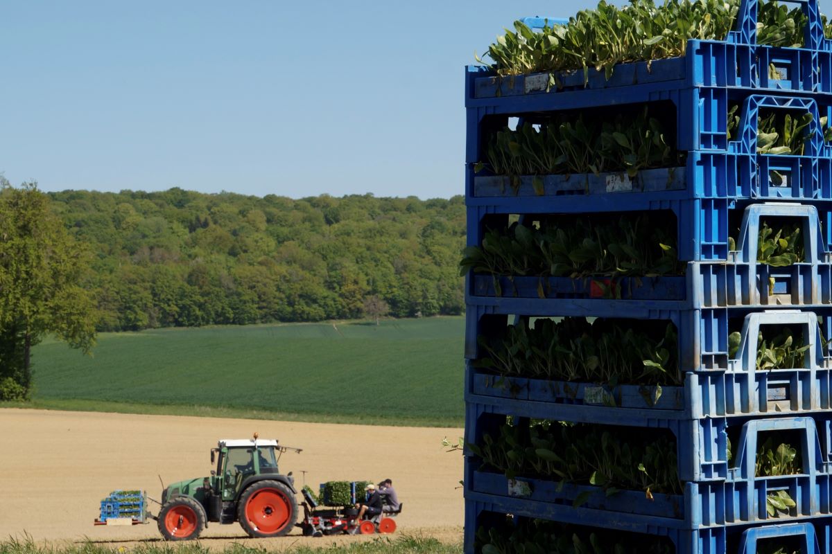 Traktor auf dem Feld und ein Stapel mit Zuckerrübensetzlingen