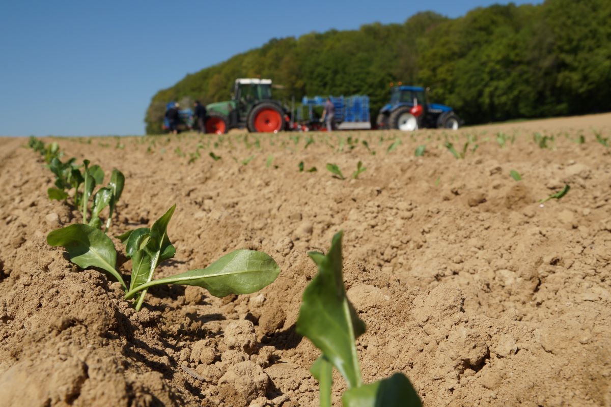 Zuckerrübensetzlinge nach dem Pflanzen im Feld