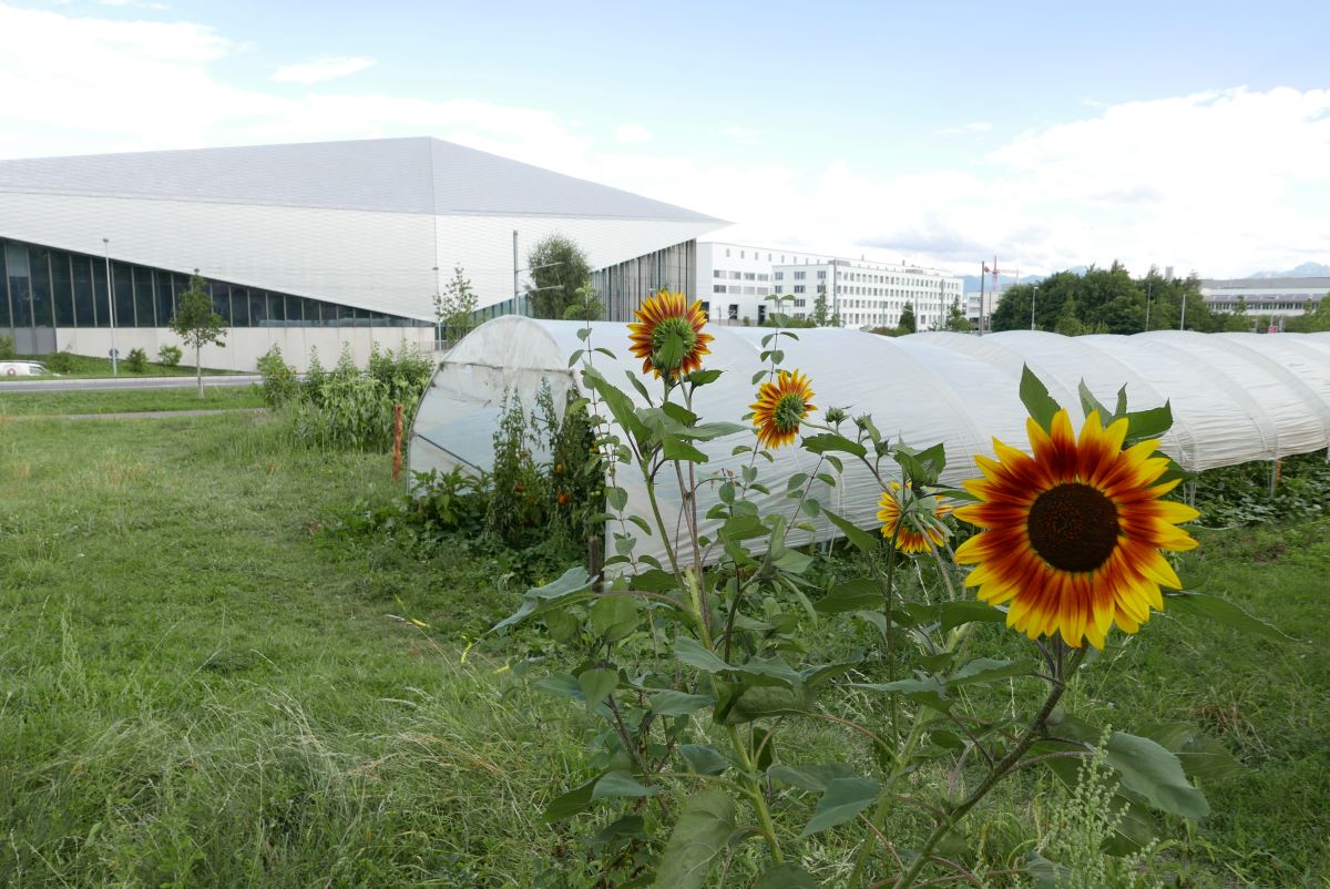 Permakultur auf dem Campus