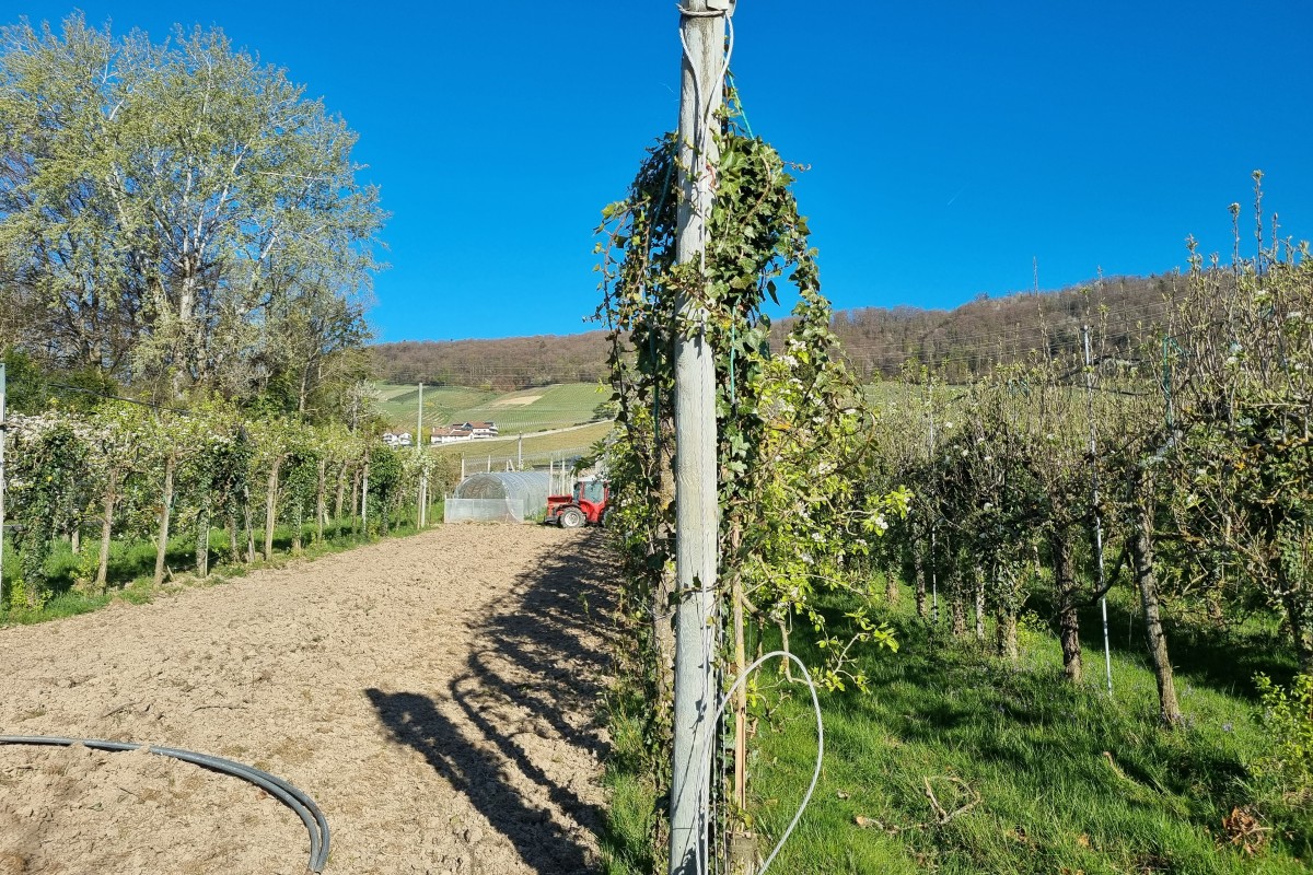  Mehrere Reihen von Obstbäumen erstrecken sich bis zum Horizont. Der Baum im Vordergrund ist als Hecke geschnitten.