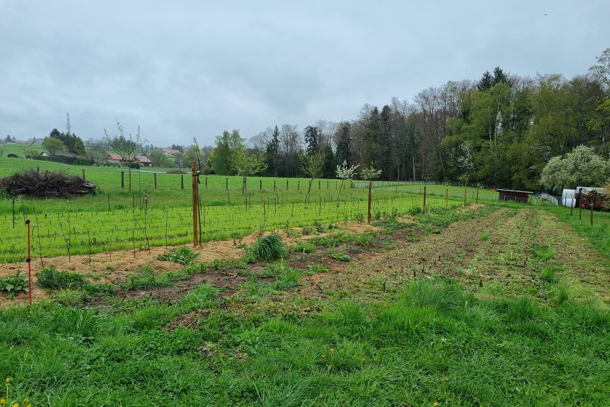 Junge Bäume stehen in Reihen auf einem Feld.