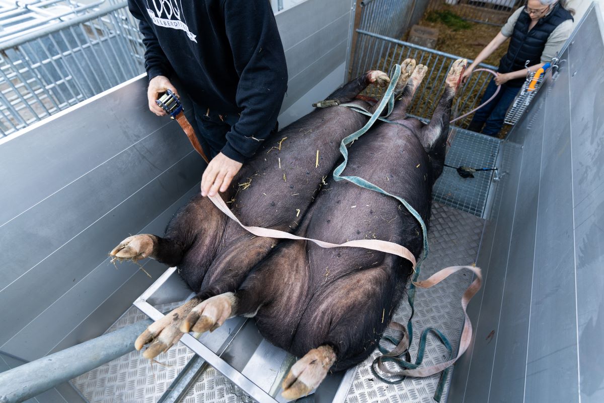 Zwei Schweine liegen in Wannen in einem T-Trailer.