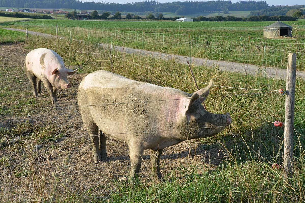 Schweine im Freiland sicher einzäunen