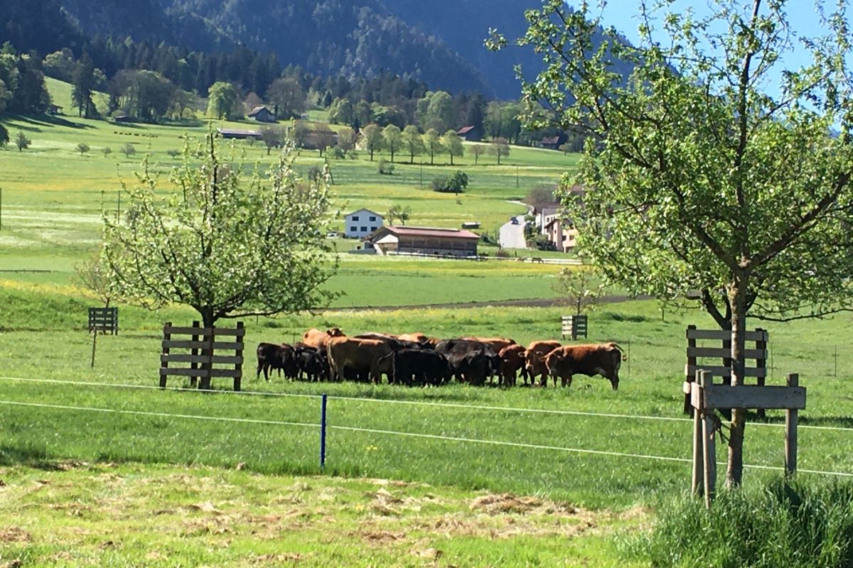 Kuhherde auf der Weide