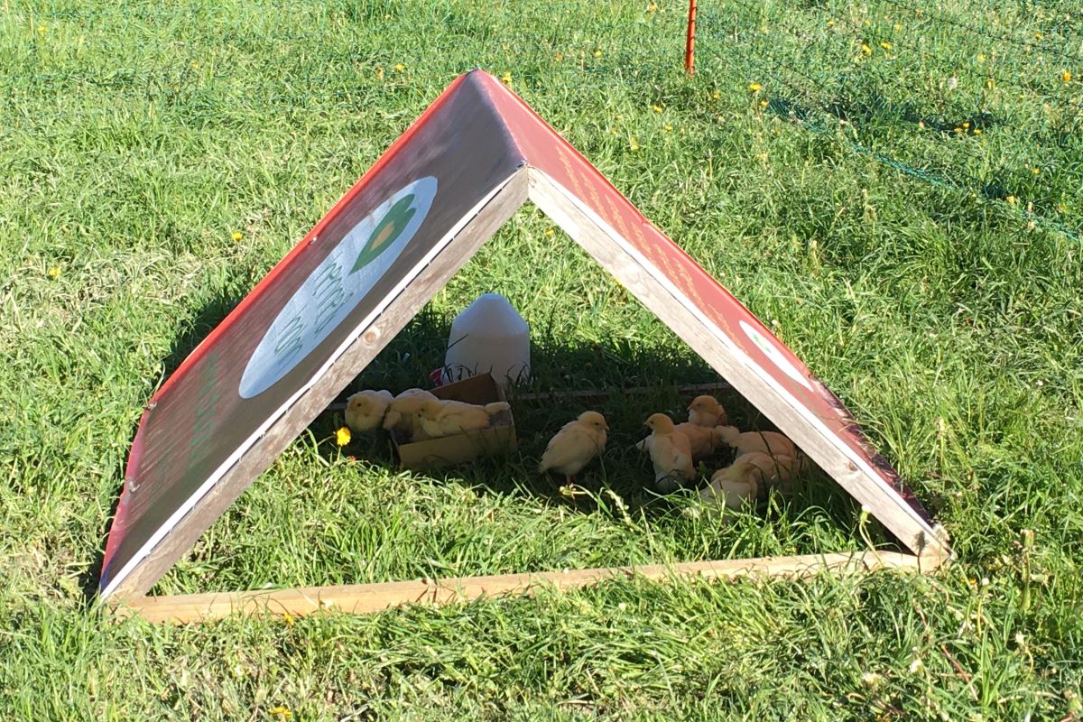 Küken im Schatten auf der Wiese